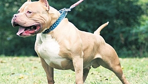 Antalya'daki otelde pitbull dehşeti! Tatilciye 40 dikiş, 100 iğne