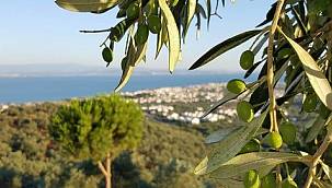 Bodrum'da koruma altındaki zeytinlikler turizm imarına açıldı! Gerekçe artan turizm talebi