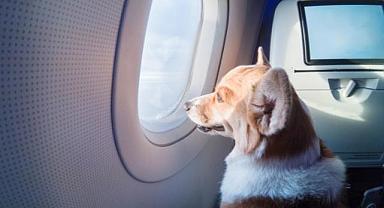 Köpek uçakta gaz çıkardı, yanında oturan çift tazminat kazandı!