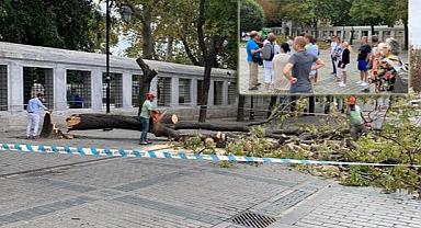 Sultanahmet'te turist grubunun üzerine ağaç devrildi!
