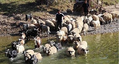 Turizm sektörünü bırakıp hayvancılık yapmaya başladı!
