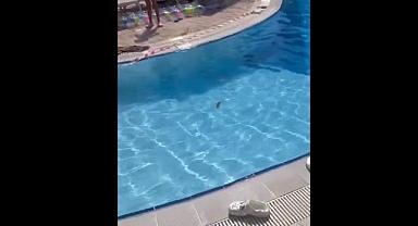 Antalya'daki lüks otelin havuzuna büyük tuvaletini yaptı!