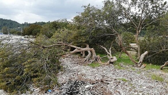 Akbük Koyuʹnda ağaç katliamı