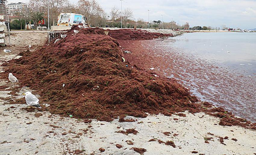 Caddebostan sahilinde şok eden görüntü!