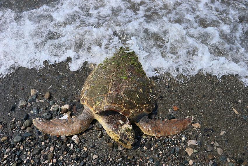 Bunu yapan insan olamaz! 80 yaşındaki caretta carettaya çekiçli işkence