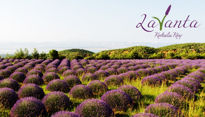 Isparta lavantası markalaştı