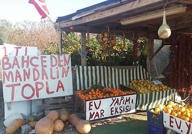 İzmirʹde mandalina toplama turizmi