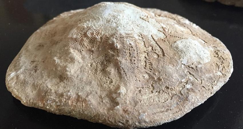 Tam 35 milyon yıllık! Kahramanmaraş'ta bulundu