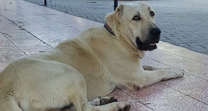 Kayıp köpek Alemdarʹı bulana Antalyaʹda bir hafta tatil