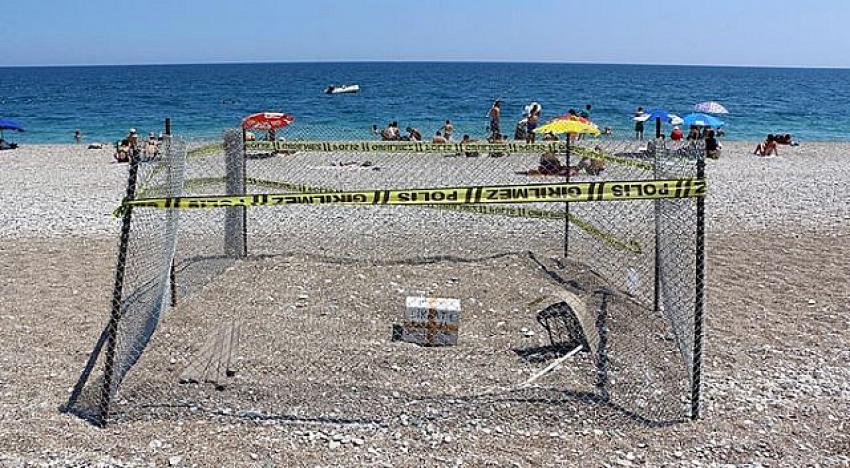 Koronavirüs sebebiyle boş kalan sahiller caretta carettalara yaradı