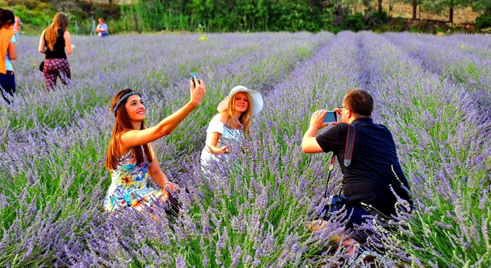 Lavanta tarlalarına turist yağdı