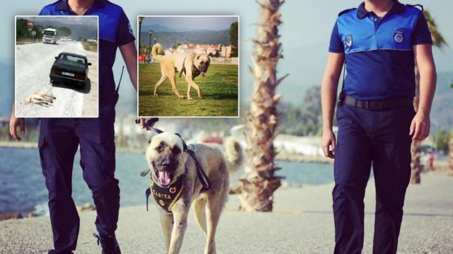 Otomobilin arkasında sürüklenen köpek turizm zabıtası oldu