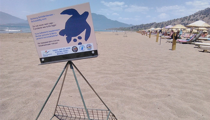 Plajlarda Caretta caretta yavruları için şezlong ve şemsiye alarmı