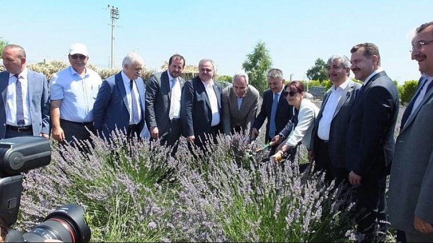 Tarladan Hasada Aromaterapi Festivali'ne yoğun ilgi