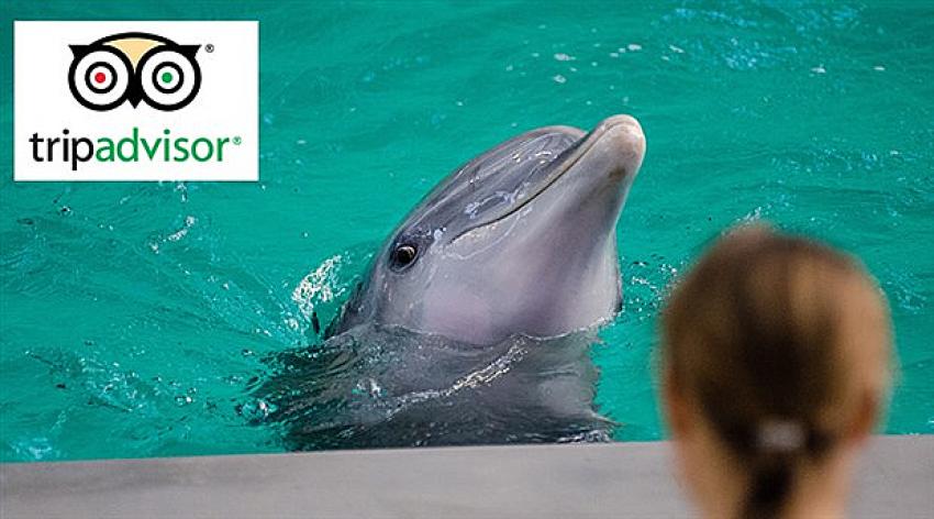 TripAdvisor'dan önemli karar