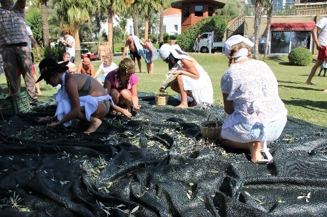 Turistler tatili bırakıp zeytin topladı