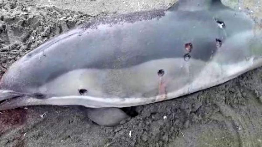 İnsan müsveddeleri! Yunusları kurşunlayıp kuyruk ve yüzgeçlerini kestiler